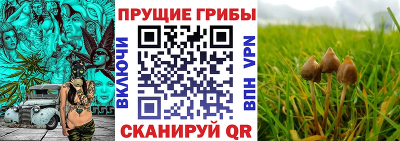 Галлюциногенные грибы прущие грибы  omg зеркало  Таштагол 
